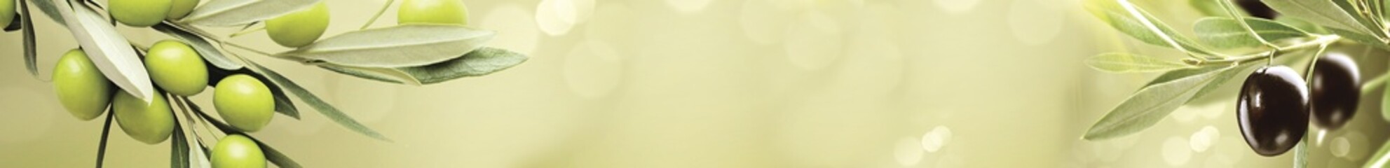Wide panoramic banner featuring green and black olive branches on sunny background