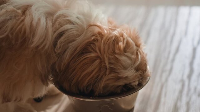 Adorable Close Shot Of Puppy Enjoying Meal, Soft Sunlight Highlights Tender Moment Of Puppy Nibbling, Intimate View Capturing Kitten Snuggling And Munching Beside Cozy Kitchen Floor