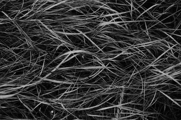 grass in white-and-black
