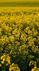 Close view of golden yellow blossoms covering a vast agricultural field, signifying abundant growth and future harvest under warm sunlight, agriculture, tranquil, yield