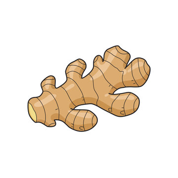 Fresh organic ginger root vegetable vector illustration icon in flat cartoon style isolated on white background