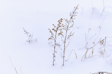 Two small plants with thin stems and sparse leaves emerge from a blanket of white snow