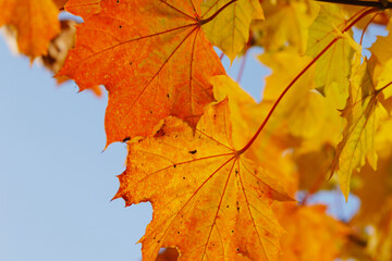 Fototapeta premium Ahorn, Spitz-Ahorn, Acer platanoides