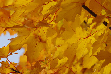 Ahorn,  Spitz-Ahorn,  Acer platanoides