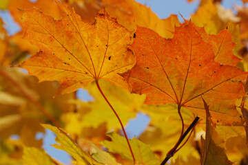 Ahorn,  Spitz-Ahorn,  Acer platanoides