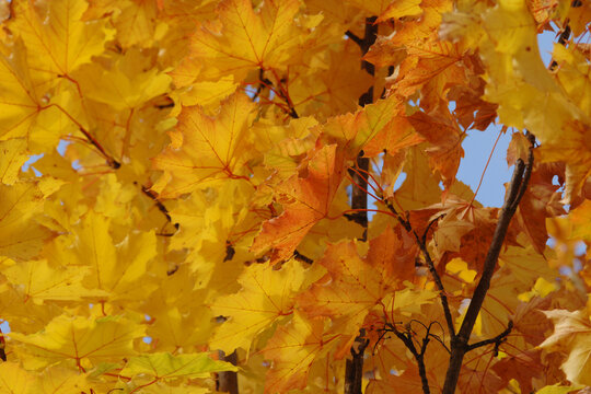 Ahorn,  Spitz-Ahorn,  Acer platanoides