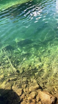Lake with clear, crystalline, limpid, and pellucid green water. Calm water is flowing - small wave, ripple and wavelet. Stone and roots under surface. Pure water in nature.