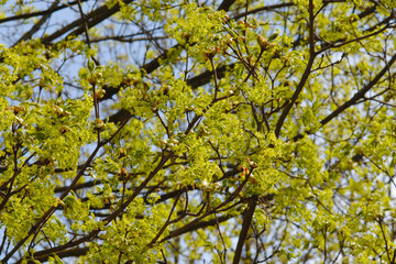 Obraz premium Ahorn, Spitz-Ahorn, Acer platanoides