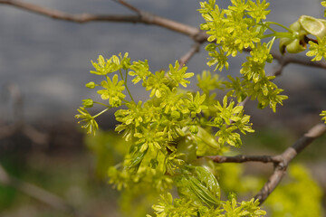 Ahorn,  Spitz-Ahorn,  Acer platanoides