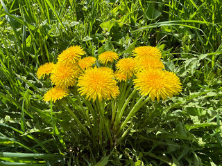 Dandelions bright yellow flowers Taraxacum officinale. © OLENA LIALINA