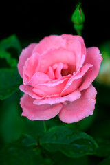 Obraz premium Colorful flower in summer garden