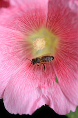 Bee sitting on flower in the garden