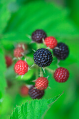 Sweet berries in summer garden