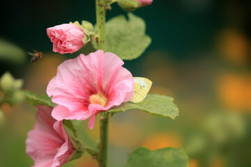Bee sitting on flower in the garden