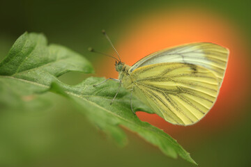 Colorful batterfly sitting on flower