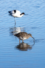 A redshank and avocet wading in shallow water, with a shallow depth of field