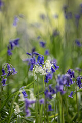 A white bluebell amongst traditional bluebells, with a shallow depth of field