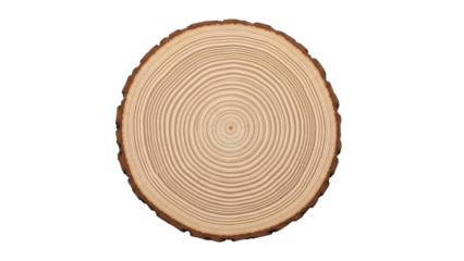 Tree Trunk Cross Section