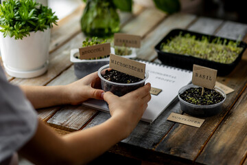Preparation for ecology lesson at primary school. Little boy growing microgreens at home: basil, cabbage, broccoli, sunflower. Concept of family time, leisure, hobby. Sustainable lifestyle