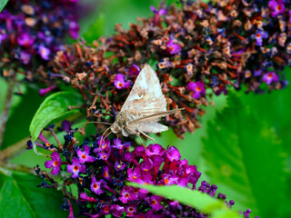 Kwiaty Budleji Davida, (Buddleja davidii)  i odwiedzające je motyle. Budleja, krzew który jest ozdobą ogrodu i radością dla motyli © JDziedzic