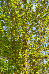 Buche, Säulenbuche,  Fagus sylvatica `Dawyck