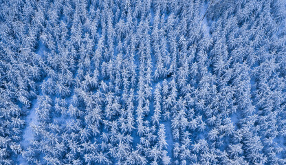 Lapland winter forest capturing cold pristine snow, ultrawide panorama