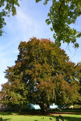 Blutbuche,  Fagus sylvatica f. purpurea,  Swat Magret
