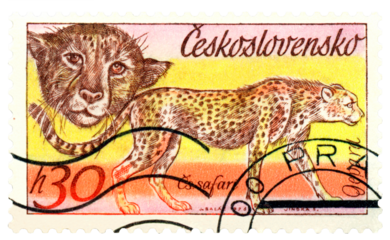 Vintage  postage stamp.  Cheetahs.