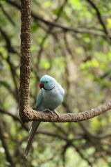 Blue Rose-Ringed Parakeet Male (Psittacula Krameri) (Indian Ring-Necked Parakeet)
