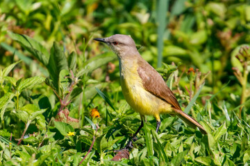 Close-up of a Cattle Tyrant (Machetornis rixosa) with bright yellow chest and gray head, perched on dense grass under strong sunlight in its natural habitat.
