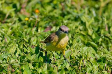 Cattle Tyrant (Machetornis rixosa) standing in green grass under sunlight. Gray-brown plumage and yellowish belly. Fauna, nature, wildlife.