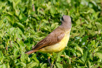 Cattle Tyrant (Machetornis rixosa) from behind, showing yellow belly amidst dense green foliage. Fauna, nature, wildlife.