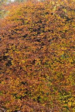 Fagus Sylvatica Var. Suentelensis" Images  Browse 256 Stock Photos,  Vectors, and Video | Adobe Stock