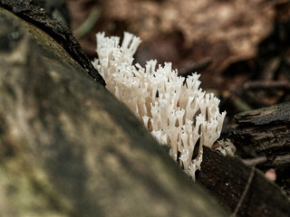 Owocniki Koralówki strojnej (Ramaria formosa) kształtem przypominają egzotyczne rafy koralowe.
