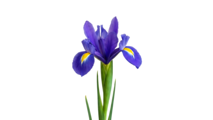 Purple iris flower with yellow markings on black background green stem