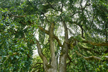 Fototapeta premium Buche, Trauerbuche, Hänge-Buche, Fagus sylvatica f. pendula