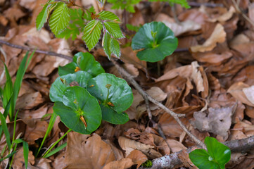 Buche,  Gemeine Buche,  Rot-Buche,  Fagus sylvatica L., Buchenkeimlinge