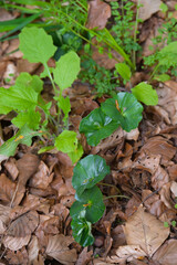 Buche,  Gemeine Buche,  Rot-Buche,  Fagus sylvatica L., Buchenkeimlinge