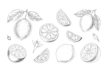 Hand-drawn lemon branch with fruit and leaves in vintage engraving style.