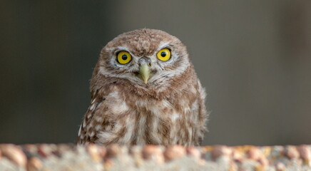 great horned owl
