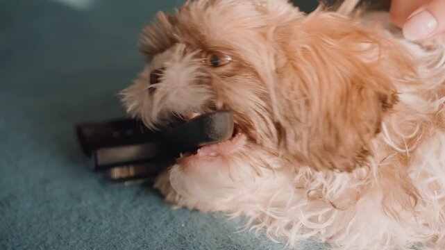 Young Dog Investigates, Adventurous Pup Engages With Surroundings, Playful Puppy Chews And Explores Various Textures, Curious Puppy Interacts With Remote Control And Carpet Textures