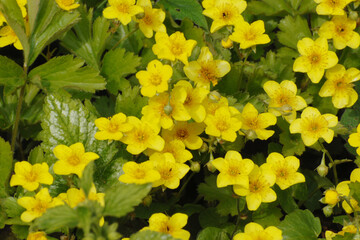 Dreiblättrige  Waldsteinie,  Waldsteinia ternata