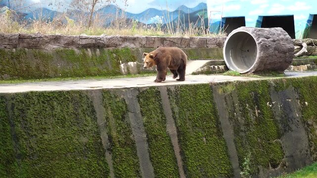 Adult brown bear walking along a concrete ledge in a zoo enclosure with a
moss-covered wall below. The bear is the focal point, positioned above a
textured, green, mossy wall, with a rock and dirt ban