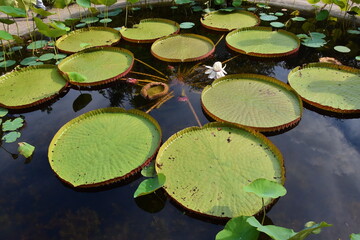 Amerikanische Lotosblume, Nelumbo lutea
