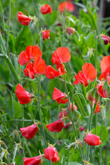 Fototapeta premium Duftende-Platterbse, Lathyrus odoratus