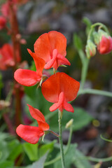 Fototapeta premium Duftende-Platterbse, Lathyrus odoratus