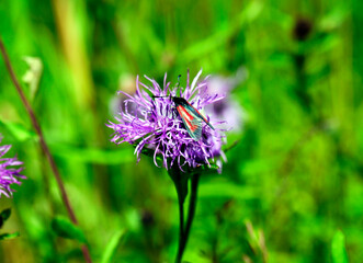 Kraśnik purpuraczek (Zygaena purpuralis) na letniej ukwieconej łące.
 Kraśniki są motylami bardzo pięknymi choć nie są okazałymi i powszechnie znanymi