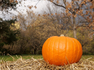 Vibrant orange pumpkin sits prominently on a bed of dry hay outdoors, in a
natural autumn setting...