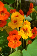 Obraz premium Kapuzinerkresse, Tropaeolum majus, Tropaeolum-Hybride