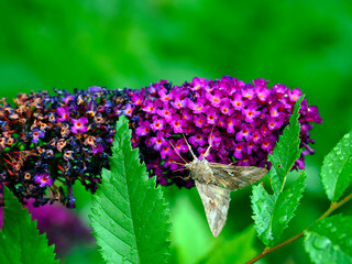 Kwiaty Budleji Davida, (Buddleja davidii)  i odwiedzające je motyle. Budleja, krzew który jest ozdobą ogrodu i radością dla motyli © JDziedzic